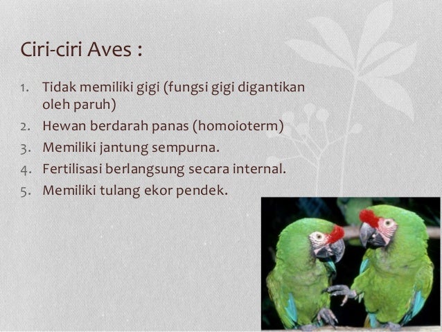  Aves  burung 