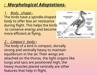 Aves flight adaptation karlo yaar accept.pptx