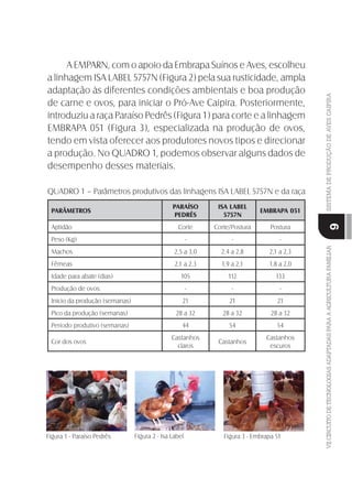 VIICIRCUITODETECNOLOGIASADAPTADASPARAAAGRICULTURAFAMILIARSISTEMADEPRODUÇÃODEAVESCAIPIRA
9
A EMPARN, com o apoio da Embrapa Suínos e Aves, escolheu
a linhagem ISA LABEL 5757N (Figura 2) pela sua rusticidade, ampla
adaptação às diferentes condições ambientais e boa produção
de carne e ovos, para iniciar o Pró-Ave Caipira. Posteriormente,
introduziu a raça Paraíso Pedrês (Figura 1) para corte e a linhagem
EMBRAPA 051 (Figura 3), especializada na produção de ovos,
tendo em vista oferecer aos produtores novos tipos e direcionar
a produção. No QUADRO 1, podemos observar alguns dados de
desempenho desses materiais.
QUADRO 1 – Parâmetros produtivos das linhagens ISA LABEL 5757N e da raça
Paraíso Pedrês:
PARÂMETROS
PARAÍSO
PEDRÊS
ISA LABEL
5757N
EMBRAPA 051
Aptidão Corte Corte/Postura Postura
Peso (Kg) - - -
Machos 2,5 a 3,0 2,4 a 2,8 2,1 a 2,3
Fêmeas 2,1 a 2,3 1,9 a 2,1 1,8 a 2,0
Idade para abate (dias) 105 112 133
Produção de ovos: - - -
Início da produção (semanas) 21 21 21
Pico da produção (semanas) 28 a 32 28 a 32 28 a 32
Período produtivo (semanas) 44 54 54
Cor dos ovos
Castanhos
claros
Castanhos
Castanhos
escuros
Figura 1 - Paraíso Pedrês Figura 2 - Isa Label Figura 3 - Embrapa 51
 