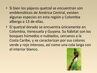 • Si bien los pájaros quetzal se encuentran son
emblemáticos de América Central, existen
algunas especies en esta región y Colombia
alberga a 13 de ellas.
• El quetzal dorado se encuentra únicamente en
Colombia, Venezuela y Guyana. Su hábitat son los
bosques húmedos o nublados, cercanos a la
Costa Caribe, y se caracterizan por sus colores
verde y rojo intensos, así como una cola larga con
el interior blanco.
 