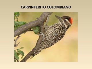 CARPINTERITO COLOMBIANO
 