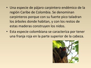 • Una especie de pájaro carpintero endémico de la
región Caribe de Colombia. Se denominan
carpinteros porque con su fuerte pico taladran
los árboles donde habitan, y con los restos de
estas maderas construyen los nidos.
• Esta especie colombiana se caracteriza por tener
una franja roja en la parte superior de la cabeza.
 