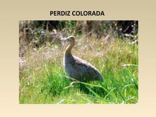 PERDIZ COLORADA
 
