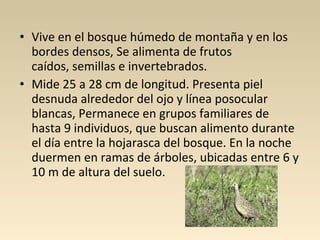 • Vive en el bosque húmedo de montaña y en los
bordes densos, Se alimenta de frutos
caídos, semillas e invertebrados.
• Mide 25 a 28 cm de longitud. Presenta piel
desnuda alrededor del ojo y línea posocular
blancas, Permanece en grupos familiares de
hasta 9 individuos, que buscan alimento durante
el día entre la hojarasca del bosque. En la noche
duermen en ramas de árboles, ubicadas entre 6 y
10 m de altura del suelo.
 