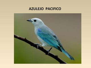 AZULEJO PACIFICO
 