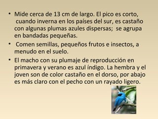 • Mide cerca de 13 cm de largo. El pico es corto,
cuando inverna en los países del sur, es castaño
con algunas plumas azules dispersas; se agrupa
en bandadas pequeñas.
• Comen semillas, pequeños frutos e insectos, a
menudo en el suelo.
• El macho con su plumaje de reproducción en
primavera y verano es azul índigo. La hembra y el
joven son de color castaño en el dorso, por abajo
es más claro con el pecho con un rayado ligero.
 