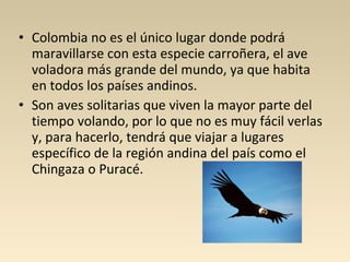 • Colombia no es el único lugar donde podrá
maravillarse con esta especie carroñera, el ave
voladora más grande del mundo, ya que habita
en todos los países andinos.
• Son aves solitarias que viven la mayor parte del
tiempo volando, por lo que no es muy fácil verlas
y, para hacerlo, tendrá que viajar a lugares
específico de la región andina del país como el
Chingaza o Puracé.
 
