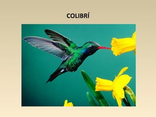 COLIBRÍ
 