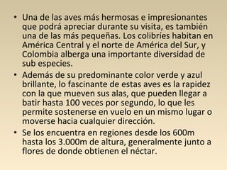 • Una de las aves más hermosas e impresionantes
que podrá apreciar durante su visita, es también
una de las más pequeñas. Los colibríes habitan en
América Central y el norte de América del Sur, y
Colombia alberga una importante diversidad de
sub especies.
• Además de su predominante color verde y azul
brillante, lo fascinante de estas aves es la rapidez
con la que mueven sus alas, que pueden llegar a
batir hasta 100 veces por segundo, lo que les
permite sostenerse en vuelo en un mismo lugar o
moverse hacia cualquier dirección.
• Se los encuentra en regiones desde los 600m
hasta los 3.000m de altura, generalmente junto a
flores de donde obtienen el néctar.
 