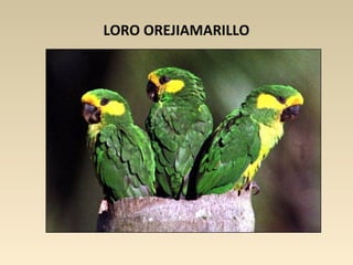LORO OREJIAMARILLO
 
