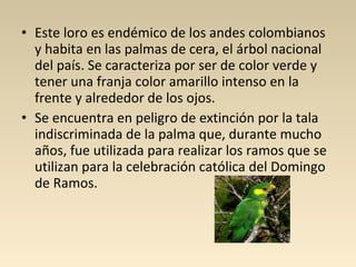 • Este loro es endémico de los andes colombianos
y habita en las palmas de cera, el árbol nacional
del país. Se caracteriza por ser de color verde y
tener una franja color amarillo intenso en la
frente y alrededor de los ojos.
• Se encuentra en peligro de extinción por la tala
indiscriminada de la palma que, durante mucho
años, fue utilizada para realizar los ramos que se
utilizan para la celebración católica del Domingo
de Ramos.
 