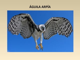 ÁGUILA ARPÍA
 