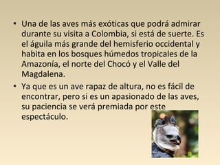 • Una de las aves más exóticas que podrá admirar
durante su visita a Colombia, si está de suerte. Es
el águila más grande del hemisferio occidental y
habita en los bosques húmedos tropicales de la
Amazonía, el norte del Chocó y el Valle del
Magdalena.
• Ya que es un ave rapaz de altura, no es fácil de
encontrar, pero si es un apasionado de las aves,
su paciencia se verá premiada por este
espectáculo.
 