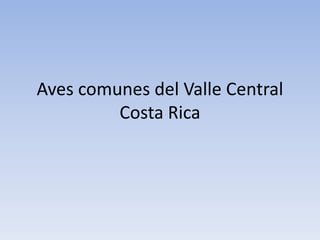 Aves comunes del Valle Central 
Costa Rica 
 