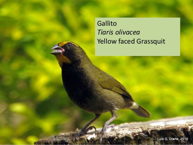 Aves Comunes De Valle Central Costa Rica