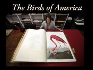 The Birds of America

 