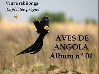 AVES DE
ANGOLA
Album nº 01
Viuva rabilonga
Euplectes progne
 