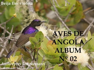 Anthreptes longuemarei
AVES DE
ANGOLA
ALBUM
Nº 02
Beija flor violeta
 