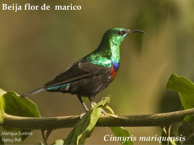Aves De Angola Beija Flor