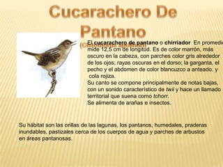 El cucarachero de pantano o chirriador En promedio
mide 12,5 cm de longitud. Es de color marrón, más
oscuro en la cabeza, con parches color gris alrededor
de los ojos; rayas oscuras en el dorso; la garganta, el
pecho y el abdomen de color blancuzco a anteado. y
cola rojiza.
Su canto se compone principalmente de notas bajas,
con un sonido característico de twii y hace un llamado
territorial que suena como tchorr.
Se alimenta de arañas e insectos.
Su hábitat son las orillas de las lagunas, los pantanos, humedales, praderas
inundables, pastizales cerca de los cuerpos de agua y parches de arbustos
en áreas pantanosas.
 