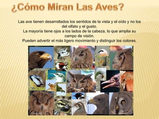 Las ave tienen desarrollados los sentidos de la vista y el oído y no los
del olfato y el gusto.
La mayoría tiene ojos a los lados de la cabeza, lo que amplia su
campo de visión.
Pueden advertir el más ligero movimiento y distinguir los colores.
 