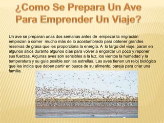 Un ave se preparan unas dos semanas antes de empezar la migración
empiezan a comer mucho más de lo acostumbrado para obtener grandes
reservas de grasa que les proporciona la energía. A lo largo del viaje, paran en
algunos sitios durante algunos días para volver a engordar un poco y reponer
sus fuerzas. Algunas aves son sensibles a la luz, los vientos la humedad y la
temperatura y su guía posible son las estrellas. Las aves tienen un reloj biológico
que les indica que deben partir en busca de su alimento, pareja para criar una
familia.
 