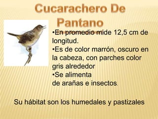•En promedio mide 12,5 cm de
longitud.
•Es de color marrón, oscuro en
la cabeza, con parches color
gris alrededor
•Se alimenta
de arañas e insectos.
Su hábitat son los humedales y pastizales
 