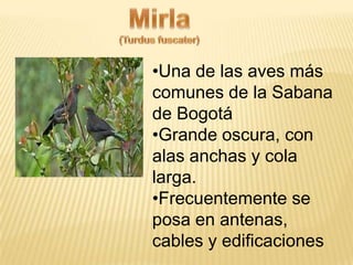 •Una de las aves más
comunes de la Sabana
de Bogotá
•Grande oscura, con
alas anchas y cola
larga.
•Frecuentemente se
posa en antenas,
cables y edificaciones
 