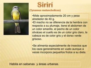 •Mide aproximadamente 20 cm y pesa
alrededor de 40 g.
•El macho no se diferencia de la hembra con
respecto a su plumaje, tiene el abdomen de
un color amarillo, el pecho de un color
oliváceo el cuello es de un color gris claro, la
cabeza es de color gris y el dorso verde
grisoso.
•Se alimenta especialmente de insectos que
los caza generalmente en vuelo aunque a
veces incorpora pequeños frutos a su dieta.
Habita en sabanas y áreas urbanas.
 