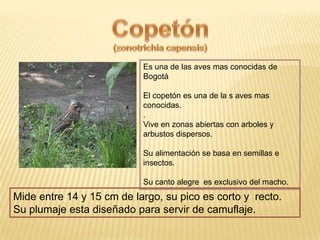 Es una de las aves mas conocidas de
Bogotá
El copetón es una de la s aves mas
conocidas.
.
Vive en zonas abiertas con arboles y
arbustos dispersos.
Su alimentación se basa en semillas e
insectos.
Su canto alegre es exclusivo del macho.
Mide entre 14 y 15 cm de largo, su pico es corto y recto.
Su plumaje esta diseñado para servir de camuflaje.
 
