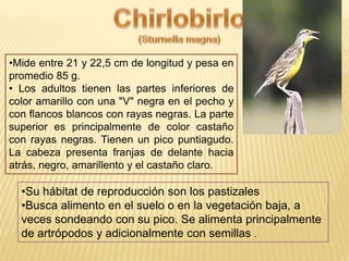 •Mide entre 21 y 22,5 cm de longitud y pesa en
promedio 85 g.
• Los adultos tienen las partes inferiores de
color amarillo con una "V" negra en el pecho y
con flancos blancos con rayas negras. La parte
superior es principalmente de color castaño
con rayas negras. Tienen un pico puntiagudo.
La cabeza presenta franjas de delante hacia
atrás, negro, amarillento y el castaño claro.
•Su hábitat de reproducción son los pastizales
•Busca alimento en el suelo o en la vegetación baja, a
veces sondeando con su pico. Se alimenta principalmente
de artrópodos y adicionalmente con semillas .
 