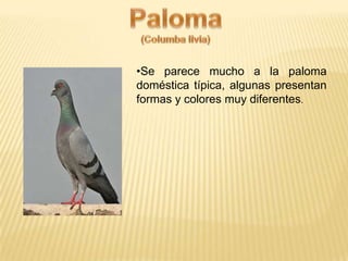 •Se parece mucho a la paloma
doméstica típica, algunas presentan
formas y colores muy diferentes.
 