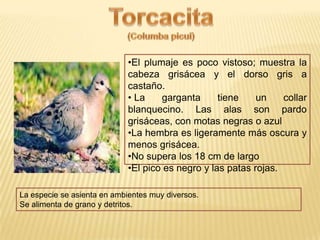 •El plumaje es poco vistoso; muestra la
cabeza grisácea y el dorso gris a
castaño.
• La garganta tiene un collar
blanquecino. Las alas son pardo
grisáceas, con motas negras o azul
•La hembra es ligeramente más oscura y
menos grisácea.
•No supera los 18 cm de largo
•El pico es negro y las patas rojas.
La especie se asienta en ambientes muy diversos.
Se alimenta de grano y detritos.
 