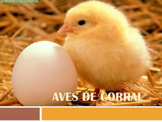 AVES DE CORRAL.
 