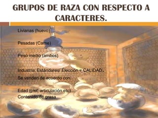 GRUPOS DE RAZA CON RESPECTO A
        CARACTERES.
   Livianas (huevo)

   Pesadas (Carne)

   Peso medio (ambos)


   Industria: Estándares/ Elección = CALIDAD.
   Se venden de acuerdo con:

-   Edad (piel, articulación etc)
-   Contenido de grasa
 