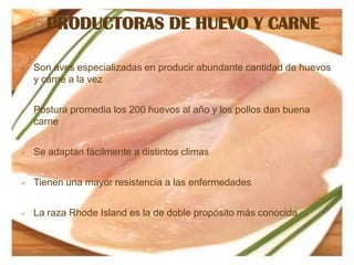    PRODUCTORAS DE HUEVO Y CARNE

   Son aves especializadas en producir abundante cantidad de huevos
    y carne a la vez


   Postura promedia los 200 huevos al año y los pollos dan buena
    carne


   Se adaptan fácilmente a distintos climas


   Tienen una mayor resistencia a las enfermedades


   La raza Rhode Island es la de doble propósito más conocida
 