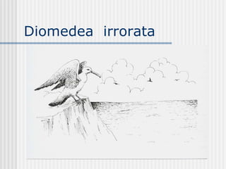 Diomedea  irrorata  