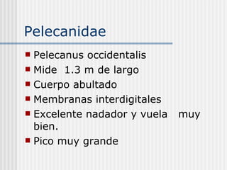 Pelecanidae Pelecanus occidentalis  Mide  1.3 m de largo  Cuerpo abultado  Membranas interdigitales  Excelente nadador y vuela  muy bien. Pico muy grande  