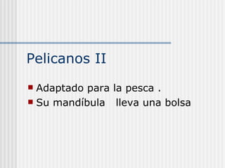 Pelicanos II Adaptado para la pesca . Su mandíbula  lleva una bolsa  