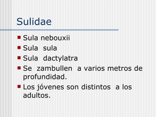 Sulidae  Sula nebouxii Sula  sula  Sula  dactylatra  Se  zambullen  a varios metros de  profundidad. Los jóvenes son distintos  a los adultos. 