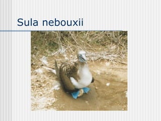 Sula nebouxii 