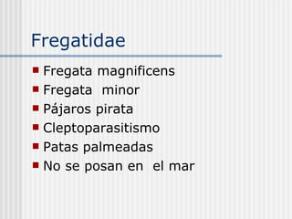 Fregatidae  Fregata magnificens  Fregata  minor  Pájaros pirata  Cleptoparasitismo  Patas palmeadas  No se posan en  el mar  
