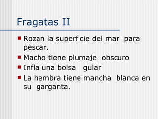 Fragatas II Rozan la superficie del mar  para pescar. Macho tiene plumaje  obscuro Infla una bolsa  gular  La hembra tiene mancha  blanca en su  garganta. 