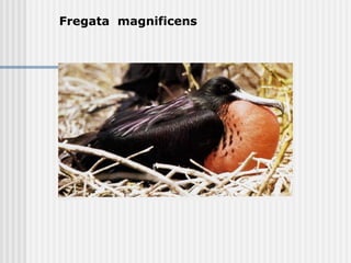 Fregata  magnificens   