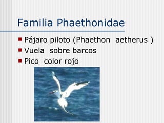 Familia Phaethonidae  Pájaro piloto (Phaethon  aetherus ) Vuela  sobre barcos  Pico  color rojo  