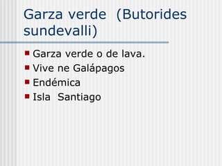 Garza verde  (Butorides  sundevalli) Garza verde o de lava. Vive ne Galápagos  Endémica  Isla  Santiago 