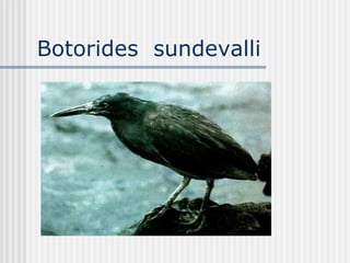 Botorides  sundevalli 
