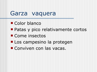 Garza  vaquera  Color blanco Patas y pico relativamente cortos  Come insectos  Los campesino la protegen Conviven con las vacas. 