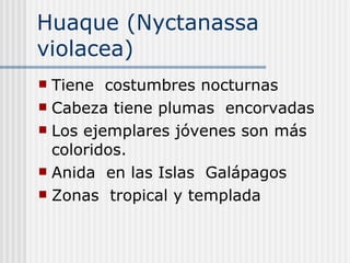Huaque (Nyctanassa violacea) Tiene  costumbres nocturnas Cabeza tiene plumas  encorvadas  Los ejemplares jóvenes son más coloridos. Anida  en las Islas  Galápagos  Zonas  tropical y templada  