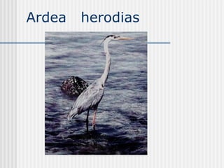 Ardea  herodias  